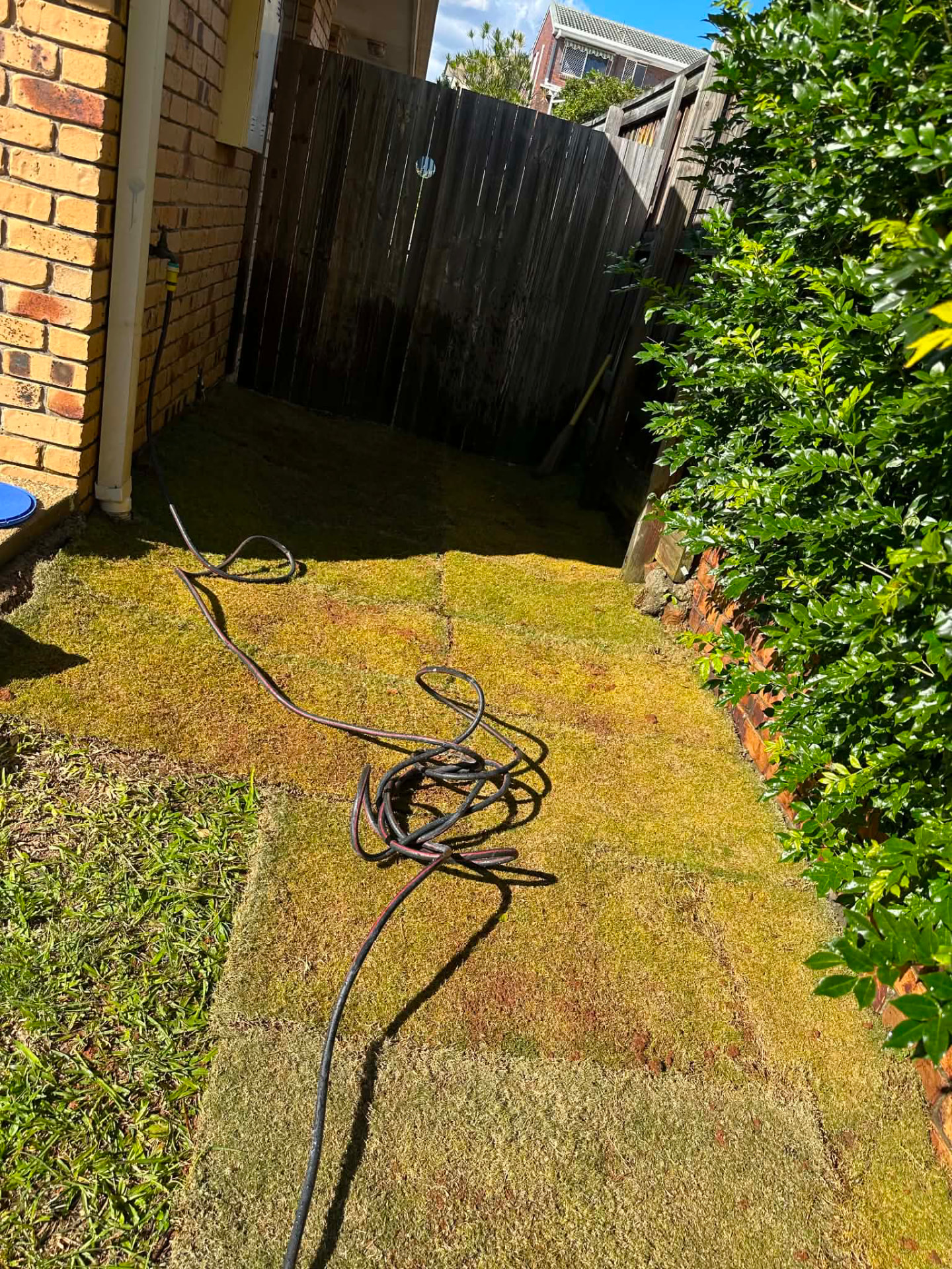 Restored green lawn in a narrow side yard after turf laying